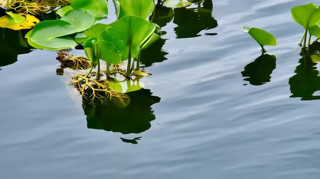 Aquatic plants float in tranquil water, reflecting light and shadows