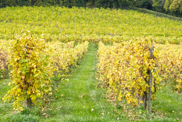 Vineyard in Autumn, Surrey, England.