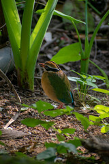 A Wildlife Marvel: Indian Pitta , Sri Lanka