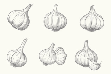 Retro garlic symbol collection set collection. Vintage style garlic bulb and cloves vector illustration. Ideal for culinary art, recipes, food packaging, and botanical designs.