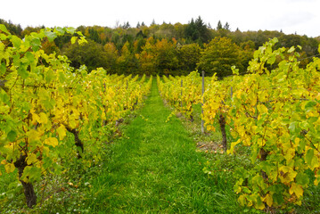 Vineyard in Autumn, Surrey, England