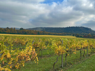 Vineyard in Autumn, Surrey, UK