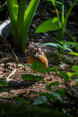 Indian Pitta in its Habitat, Sri Lanka