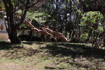 Obraz premium コーンパペンの滝の遊歩道