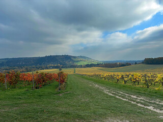 Vineyard in Surrey Hills, England