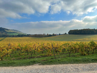 Vineyard in Autumn. Surrey, England