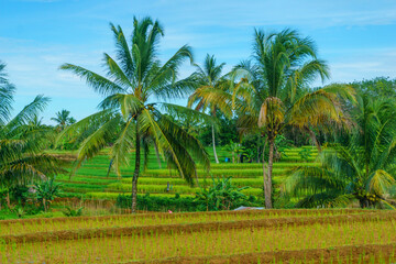 Obraz premium Beautiful morning view indonesia Panorama Landscape paddy fields with beauty color and sky natural light