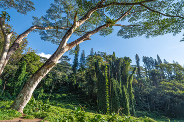 Wind Bent Old Growth Sandalwood Tree in Hawaii.