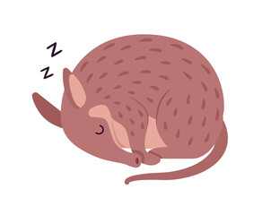 Aardvark burrowing mammal cute animal sleeping curled up in ball. Saharan African tube teeth Earth pig funny friendly creature, zoo, wild life. Vector flat style cartoon illustration, Zoology, Biology