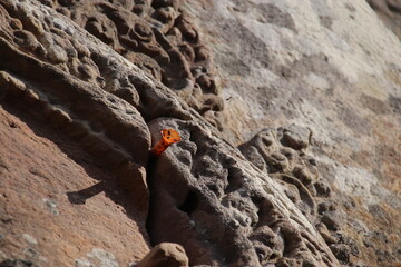 ハリナシミツバチ