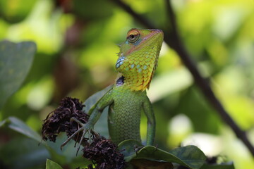 close up of vibrant green forest lizard with colorful head details perching on a tree branch