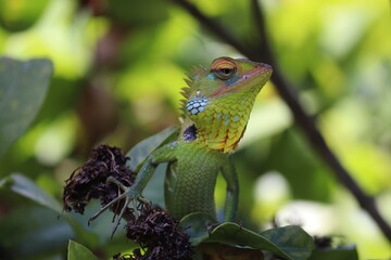 close up of vibrant green forest lizard with colorful head details perching on a tree branch