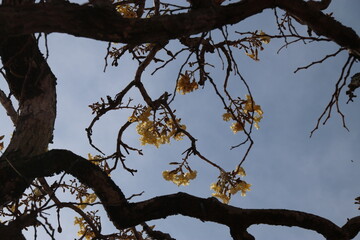 タベブイア・アウレア
