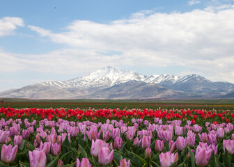 Tulip Field and Hacıbaba Mountain
