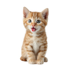 Obraz premium Cute orange tabby kitten sticking out tongue