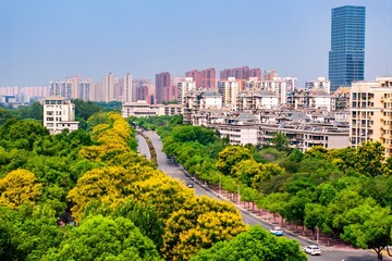 Fototapeta premium Huazhong University Campus with Yellow Blooms and Wuhan Skyline