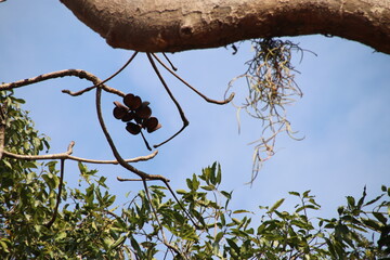 ヤツデアオギリ