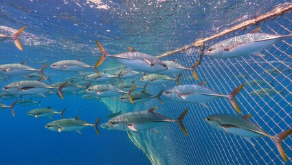 Underwater scene featuring a school of fish swimming near a fishing net, showcasing vibrant marine life and the beauty of ocean ecosystems in a clear blue environment