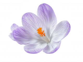 Stunning white crocus flower with purple edges and orange center