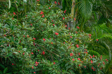 Bright red jatropha flowers against dense green foliage in a tropical park, decorative blooming shrub in resort landscape design on Hainan Island, Sanya, China.