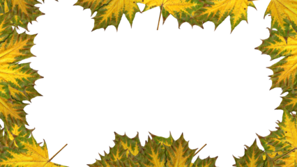 Autumn Maple Leaves Bordering White Space Yellow and Green Tones.