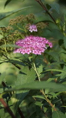 Spiraea japonica, a pink-flowering shrub in a city park