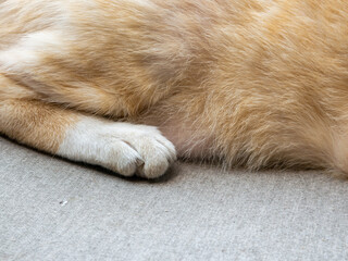 Orange Cat Paw Close-up: Ginger Feline Leg and Foot Detail on Gray Fabric Soft Fur Texture