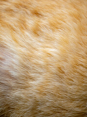Orange Cat Fur Macro: Ginger Feline Coat Texture Close-up Soft Fluffy Hair Detail Background...