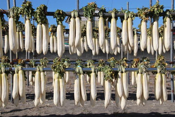 三浦海岸大根干し
