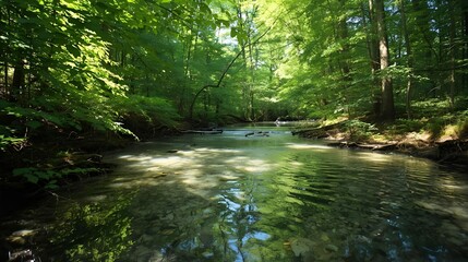 Fototapeta premium river in the forest