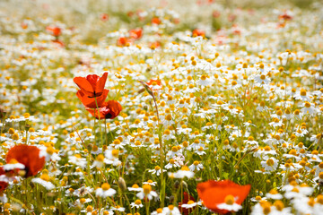 Red poppies growing among white chamomile field in spring, representing natural beauty, seasonal bloom, vibrant contrasting colors, meadow flora, and wild flowers in nature