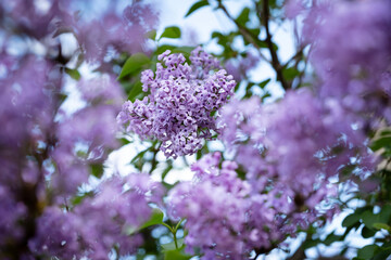 Fragrant lilac florets blooming in abundant clusters, showing the delicate beauty of spring flowers and fresh growth, with soft, natural light highlighting the rich purple hues
