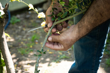 Farmer hands meticulously grafting an olive sapling branch using a sharp knife for propagation and traditional agriculture in a sunny outdoor setting