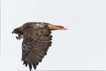 Red-tailed hawk in flight