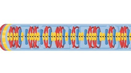 Muscle Fiber Microstructure Medical Vector