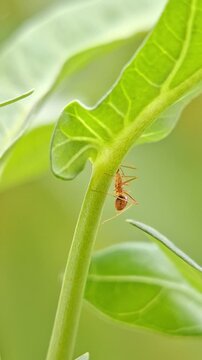 Yellow Crazy Ant Anoplolepis gracilipes Collecting Extrafloral nectaries of Swamp Cabbage Leave Ipomoea aquatica