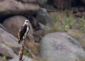 Colorado Osprey