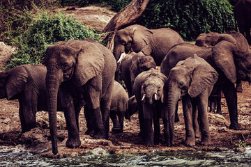 View of a herd of majestic elephants gathering near the water's edge, their massive forms a stark contrast against the verdant foliage, Kampala, Central Region, Uganda.