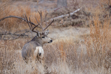 Mule Deer Buck During the Rut in Autumn in Colorado