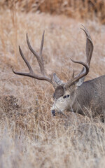 Mule Deer Buck During the Rut in Autumn in Colorado