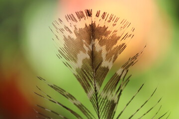 macro close up of brown patterned bird feather against vibrant green and orange bokeh background