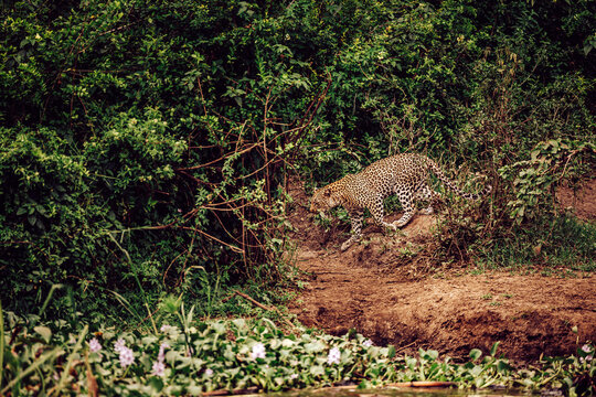 View of a leopard with its distinct rosette patterned coat gracefully descends a muddy bank towards a body of water, surrounded by lush green foliage, Kampala, Central Region, Uganda.