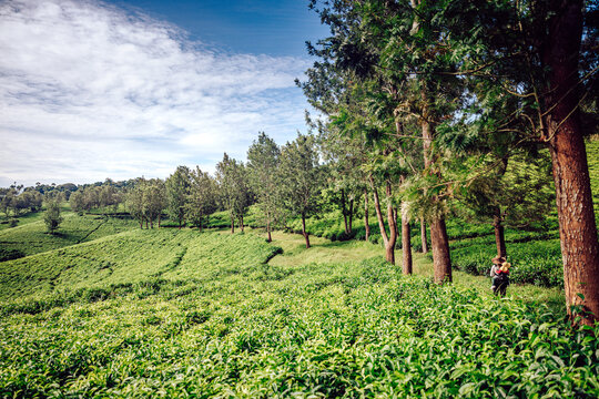 View of a lush green field dotted with rows of crops and tall trees against a partly cloudy sky, creating a serene landscape, Kampala, Central Region, Uganda.