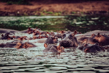 View of hippopotamuses submerged in the water, their dark hides contrasting with the shimmering surface, creating a scene of wild serenity, Kampala, Central Region, Uganda.