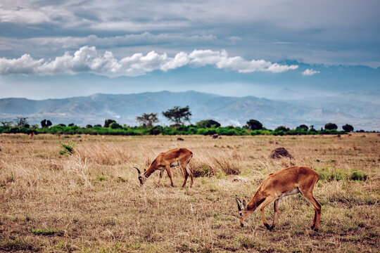 View of two graceful antelopes graze on the golden savanna under a vast, cloudy sky, distant hills painting a serene backdrop, Kampala, Central Region, Uganda.