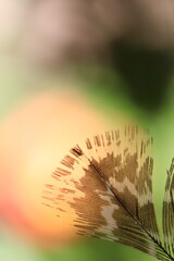 Brown patterned bird feather against vibrant green and orange bokeh background