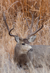Mule Deer Buck During the Rut in Autumn in Colorado
