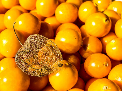 A dried-up Gooseberry husk, against the bright orange gooseberry fruit. T