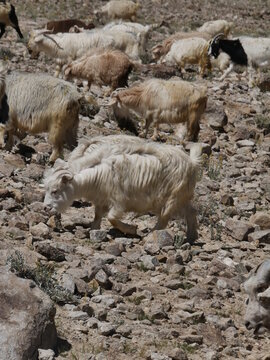 herd of pashmina goats in Ladakh mountain in summer, in rocky landscape in north india. Changthangi cashmere goat 