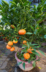 mandarin tree, symbol of Tet (Vietnamese Lunar New Year)